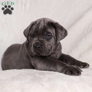 Grace, Cane Corso Puppy